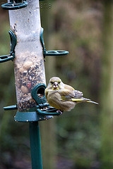 Wild Bird Feeder